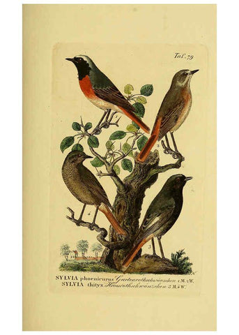 Reproducción/Reproduction 6059397500: Johann Andreas Naumann's ... Naturgeschichte der Vögel Deutschlands, nach einigen Erfahrungen entworfen. 13.T.Plates Leipzig :G. Fleischer,1820-1860