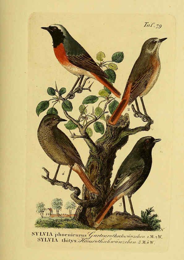 Reproducción/Reproduction 6059397500: Johann Andreas Naumann's ... Naturgeschichte der Vögel Deutschlands, nach einigen Erfahrungen entworfen. 13.T.Plates Leipzig :G. Fleischer,1820-1860