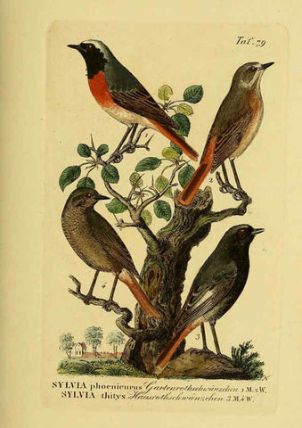 Reproducción/Reproduction 6059397500: Johann Andreas Naumann's ... Naturgeschichte der Vögel Deutschlands, nach einigen Erfahrungen entworfen. 13.T.Plates Leipzig :G. Fleischer,1820-1860