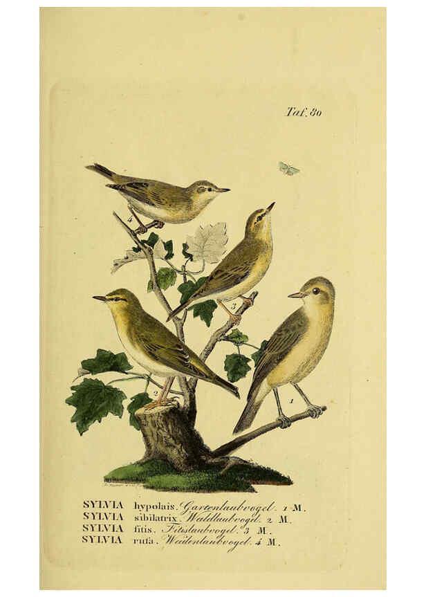Reproducción/Reproduction 6058850991: Johann Andreas Naumann's ... Naturgeschichte der Vögel Deutschlands, nach einigen Erfahrungen entworfen. 13.T.Plates Leipzig :G. Fleischer,1820-1860