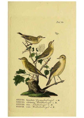 Reproducción/Reproduction 6058850991: Johann Andreas Naumann's ... Naturgeschichte der Vögel Deutschlands, nach einigen Erfahrungen entworfen. 13.T.Plates Leipzig :G. Fleischer,1820-1860