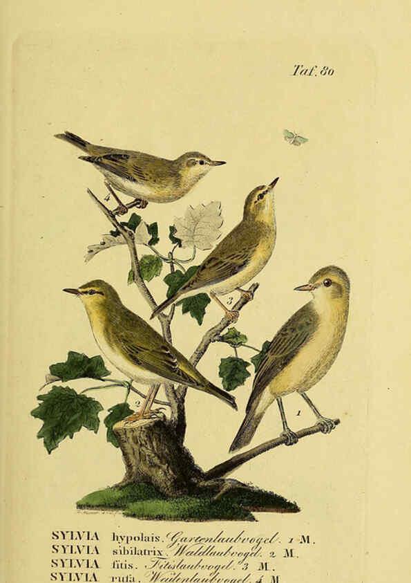 Reproducción/Reproduction 6058850991: Johann Andreas Naumann's ... Naturgeschichte der Vögel Deutschlands, nach einigen Erfahrungen entworfen. 13.T.Plates Leipzig :G. Fleischer,1820-1860