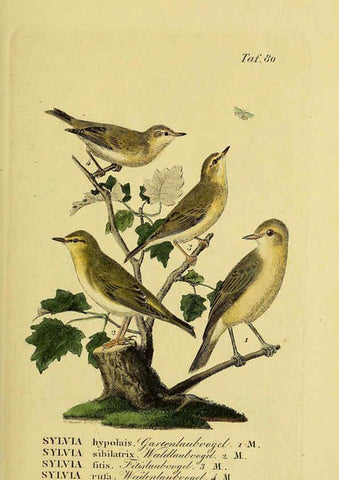 Reproducción/Reproduction 6058850991: Johann Andreas Naumann's ... Naturgeschichte der Vögel Deutschlands, nach einigen Erfahrungen entworfen. 13.T.Plates Leipzig :G. Fleischer,1820-1860