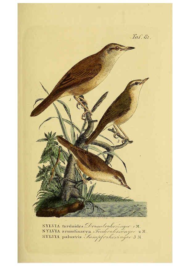 Reproducción/Reproduction 6058851505: Johann Andreas Naumann's ... Naturgeschichte der Vögel Deutschlands, nach einigen Erfahrungen entworfen. 13.T.Plates Leipzig :G. Fleischer,1820-1860