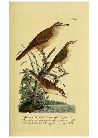 Reproducción/Reproduction 6058851505: Johann Andreas Naumann's ... Naturgeschichte der Vögel Deutschlands, nach einigen Erfahrungen entworfen. 13.T.Plates Leipzig :G. Fleischer,1820-1860