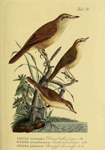 Reproducción/Reproduction 6058851505: Johann Andreas Naumann's ... Naturgeschichte der Vögel Deutschlands, nach einigen Erfahrungen entworfen. 13.T.Plates Leipzig :G. Fleischer,1820-1860