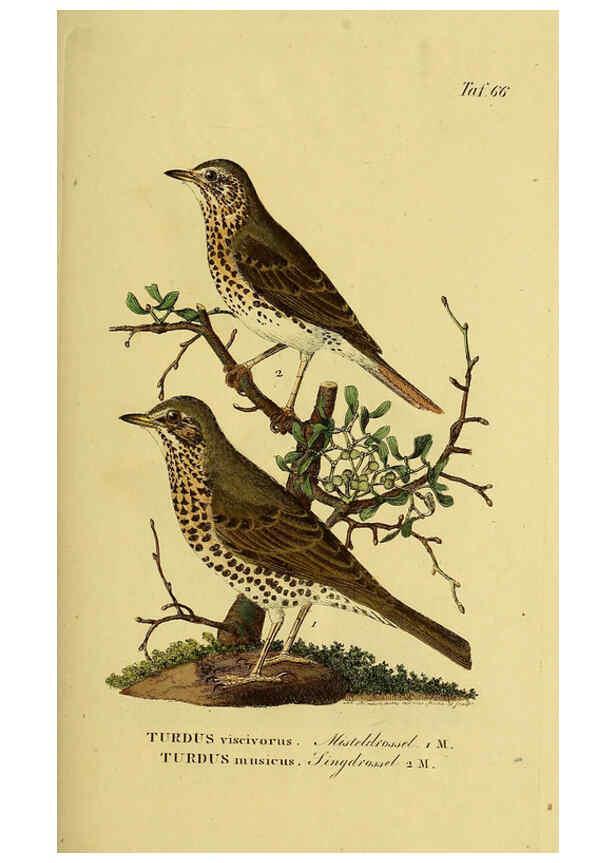 Reproducción/Reproduction 6059394020: Johann Andreas Naumann's ... Naturgeschichte der Vögel Deutschlands, nach einigen Erfahrungen entworfen. 13.T.Plates Leipzig :G. Fleischer,1820-1860