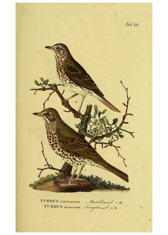 Reproducción/Reproduction 6059394020: Johann Andreas Naumann's ... Naturgeschichte der Vögel Deutschlands, nach einigen Erfahrungen entworfen. 13.T.Plates Leipzig :G. Fleischer,1820-1860