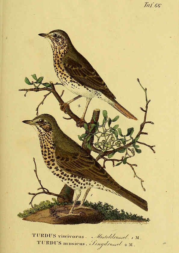 Reproducción/Reproduction 6059394020: Johann Andreas Naumann's ... Naturgeschichte der Vögel Deutschlands, nach einigen Erfahrungen entworfen. 13.T.Plates Leipzig :G. Fleischer,1820-1860