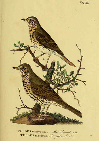 Reproducción/Reproduction 6059394020: Johann Andreas Naumann's ... Naturgeschichte der Vögel Deutschlands, nach einigen Erfahrungen entworfen. 13.T.Plates Leipzig :G. Fleischer,1820-1860