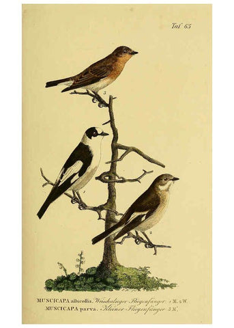 Reproducción/Reproduction 6058847181: Johann Andreas Naumann's ... Naturgeschichte der Vögel Deutschlands, nach einigen Erfahrungen entworfen. 13.T.Plates Leipzig :G. Fleischer,1820-1860