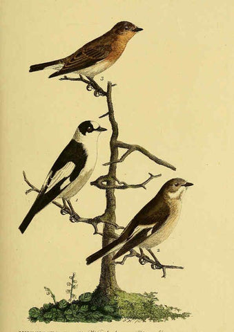 Reproducción/Reproduction 6058847181: Johann Andreas Naumann's ... Naturgeschichte der Vögel Deutschlands, nach einigen Erfahrungen entworfen. 13.T.Plates Leipzig :G. Fleischer,1820-1860