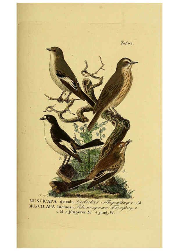 Reproducción/Reproduction 6059393520: Johann Andreas Naumann's ... Naturgeschichte der Vögel Deutschlands, nach einigen Erfahrungen entworfen. 13.T.Plates Leipzig :G. Fleischer,1820-1860