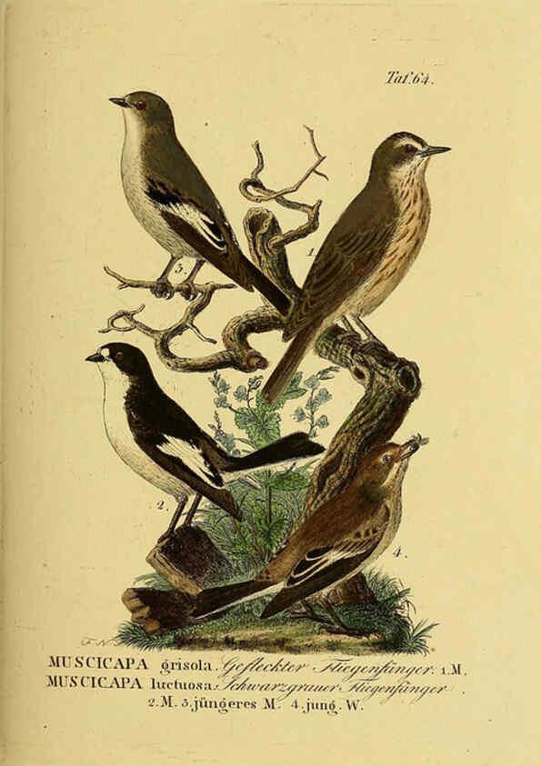 Reproducción/Reproduction 6059393520: Johann Andreas Naumann's ... Naturgeschichte der Vögel Deutschlands, nach einigen Erfahrungen entworfen. 13.T.Plates Leipzig :G. Fleischer,1820-1860