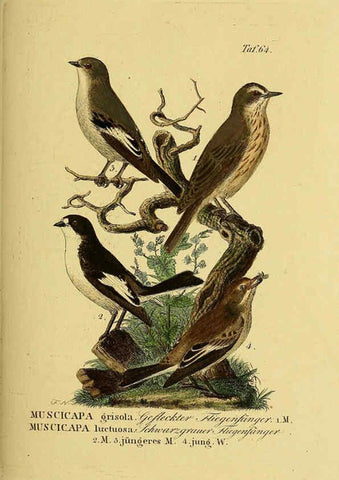 Reproducción/Reproduction 6059393520: Johann Andreas Naumann's ... Naturgeschichte der Vögel Deutschlands, nach einigen Erfahrungen entworfen. 13.T.Plates Leipzig :G. Fleischer,1820-1860