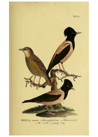 Reproducción/Reproduction 6058846519: Johann Andreas Naumann's ... Naturgeschichte der Vögel Deutschlands, nach einigen Erfahrungen entworfen. 13.T.Plates Leipzig :G. Fleischer,1820-1860