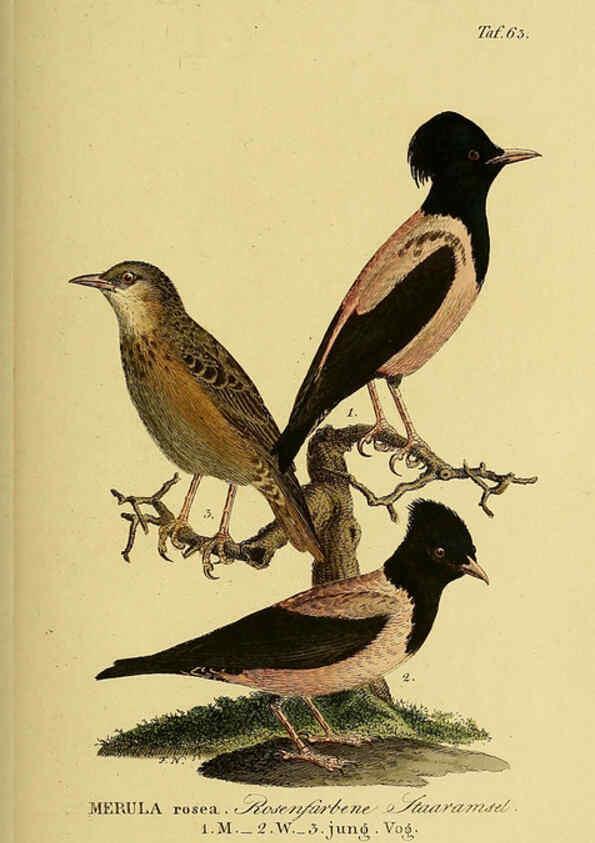Reproducción/Reproduction 6058846519: Johann Andreas Naumann's ... Naturgeschichte der Vögel Deutschlands, nach einigen Erfahrungen entworfen. 13.T.Plates Leipzig :G. Fleischer,1820-1860