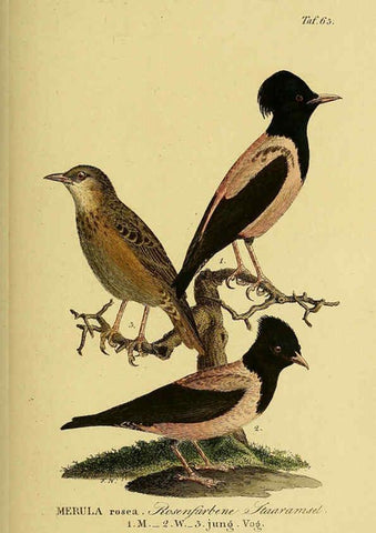 Reproducción/Reproduction 6058846519: Johann Andreas Naumann's ... Naturgeschichte der Vögel Deutschlands, nach einigen Erfahrungen entworfen. 13.T.Plates Leipzig :G. Fleischer,1820-1860