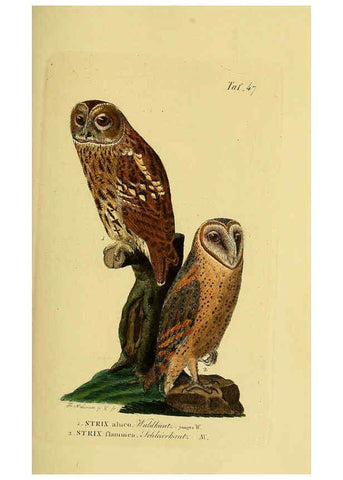 Reproducción/Reproduction 6058841661: Johann Andreas Naumann's ... Naturgeschichte der Vögel Deutschlands, nach einigen Erfahrungen entworfen. 13.T.Plates Leipzig :G. Fleischer,1820-1860