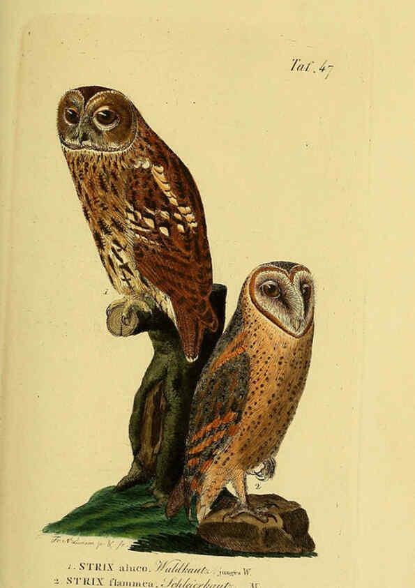 Reproducción/Reproduction 6058841661: Johann Andreas Naumann's ... Naturgeschichte der Vögel Deutschlands, nach einigen Erfahrungen entworfen. 13.T.Plates Leipzig :G. Fleischer,1820-1860