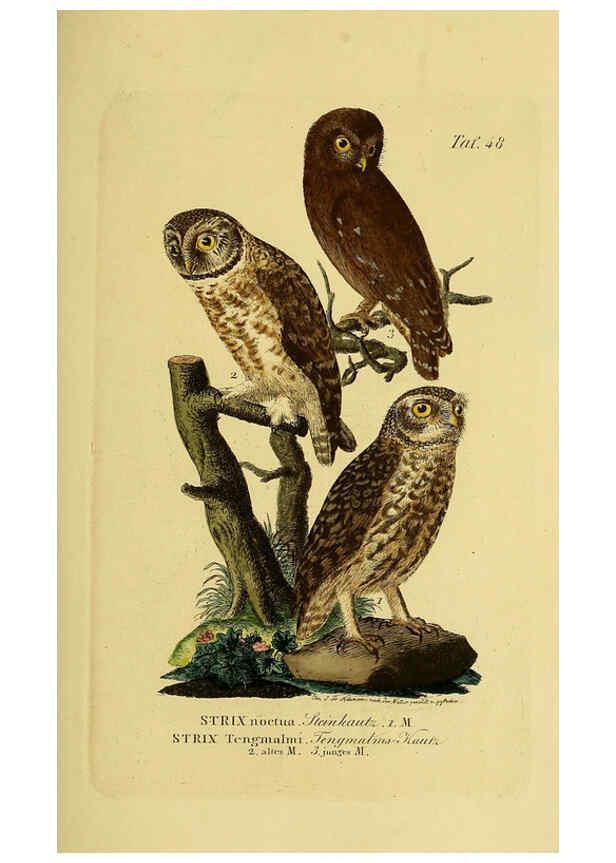 Reproducción/Reproduction 6059388546: Johann Andreas Naumann's ... Naturgeschichte der Vögel Deutschlands, nach einigen Erfahrungen entworfen. 13.T.Plates Leipzig :G. Fleischer,1820-1860