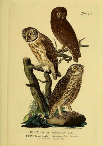 Reproducción/Reproduction 6059388546: Johann Andreas Naumann's ... Naturgeschichte der Vögel Deutschlands, nach einigen Erfahrungen entworfen. 13.T.Plates Leipzig :G. Fleischer,1820-1860