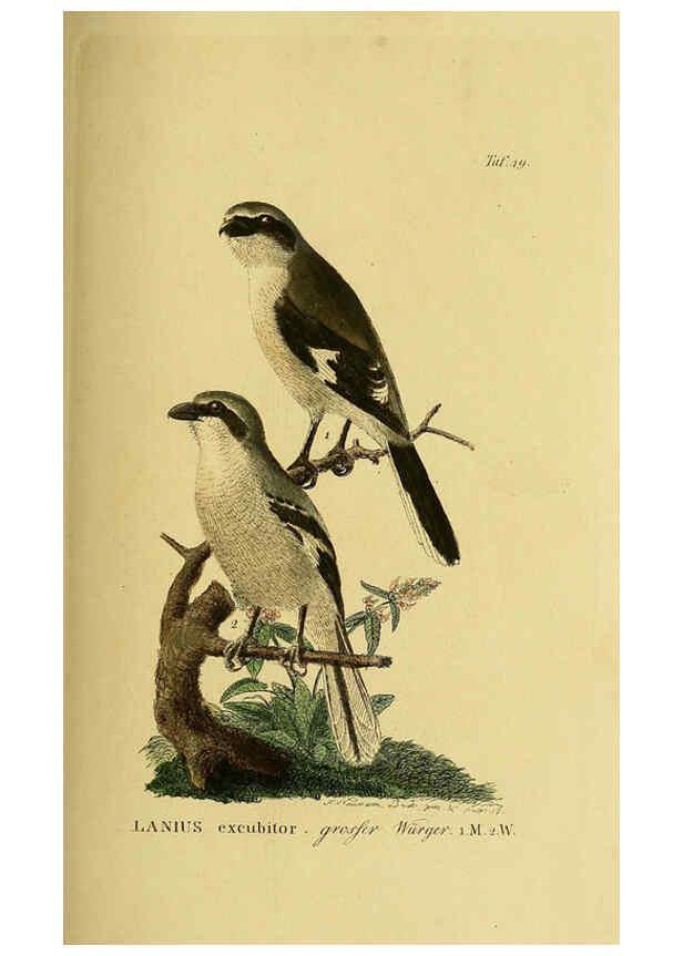 Reproducción/Reproduction 6058842473: Johann Andreas Naumann's ... Naturgeschichte der Vögel Deutschlands, nach einigen Erfahrungen entworfen. 13.T.Plates Leipzig :G. Fleischer,1820-1860