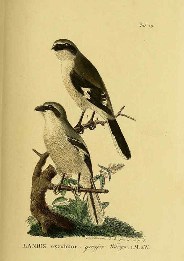 Reproducción/Reproduction 6058842473: Johann Andreas Naumann's ... Naturgeschichte der Vögel Deutschlands, nach einigen Erfahrungen entworfen. 13.T.Plates Leipzig :G. Fleischer,1820-1860