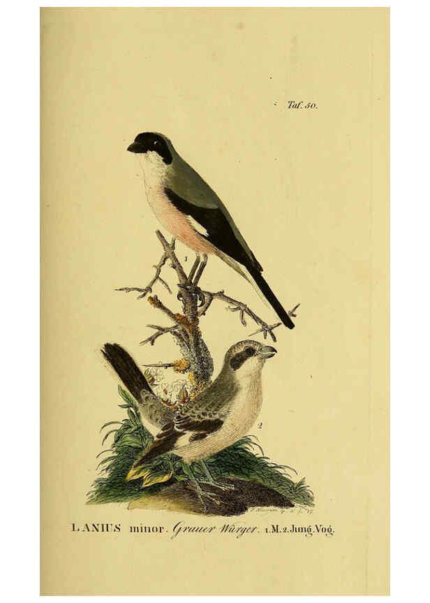 Reproducción/Reproduction 6059389368: Johann Andreas Naumann's ... Naturgeschichte der Vögel Deutschlands, nach einigen Erfahrungen entworfen. 13.T.Plates Leipzig :G. Fleischer,1820-1860