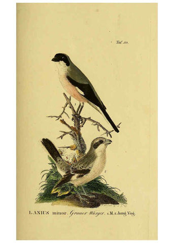 Reproducción/Reproduction 6059389368: Johann Andreas Naumann's ... Naturgeschichte der Vögel Deutschlands, nach einigen Erfahrungen entworfen. 13.T.Plates Leipzig :G. Fleischer,1820-1860