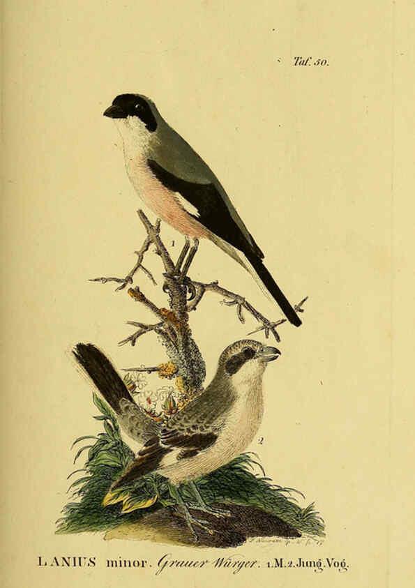 Reproducción/Reproduction 6059389368: Johann Andreas Naumann's ... Naturgeschichte der Vögel Deutschlands, nach einigen Erfahrungen entworfen. 13.T.Plates Leipzig :G. Fleischer,1820-1860