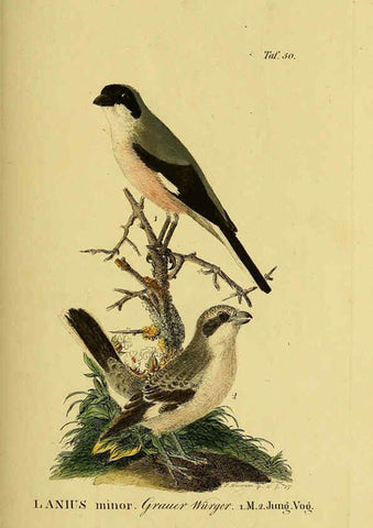 Reproducción/Reproduction 6059389368: Johann Andreas Naumann's ... Naturgeschichte der Vögel Deutschlands, nach einigen Erfahrungen entworfen. 13.T.Plates Leipzig :G. Fleischer,1820-1860