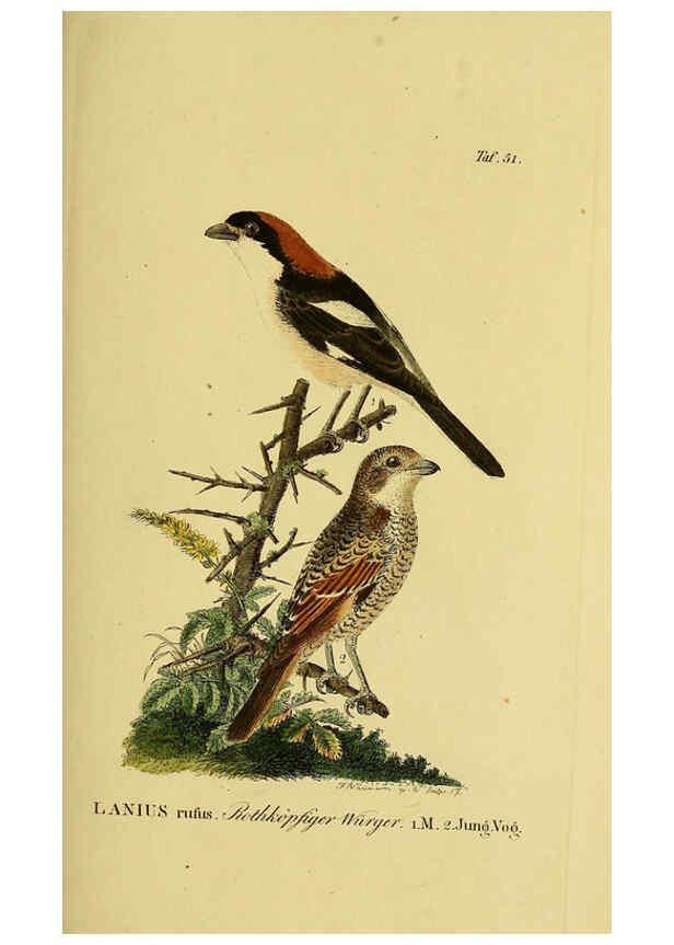 Reproducción/Reproduction 6058843049: Johann Andreas Naumann's ... Naturgeschichte der Vögel Deutschlands, nach einigen Erfahrungen entworfen. 13.T.Plates Leipzig :G. Fleischer,1820-1860