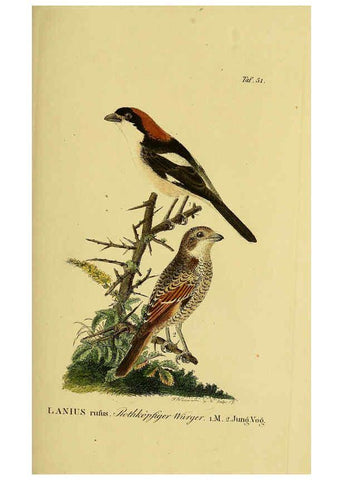 Reproducción/Reproduction 6058843049: Johann Andreas Naumann's ... Naturgeschichte der Vögel Deutschlands, nach einigen Erfahrungen entworfen. 13.T.Plates Leipzig :G. Fleischer,1820-1860