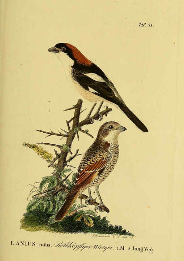 Reproducción/Reproduction 6058843049: Johann Andreas Naumann's ... Naturgeschichte der Vögel Deutschlands, nach einigen Erfahrungen entworfen. 13.T.Plates Leipzig :G. Fleischer,1820-1860