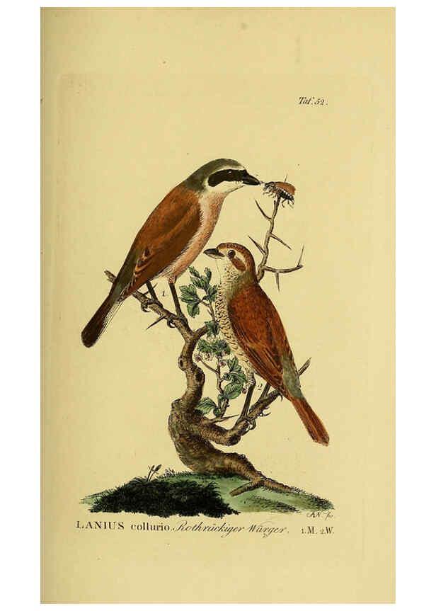 Reproducción/Reproduction 6059389948: Johann Andreas Naumann's ... Naturgeschichte der Vögel Deutschlands, nach einigen Erfahrungen entworfen. 13.T.Plates Leipzig :G. Fleischer,1820-1860