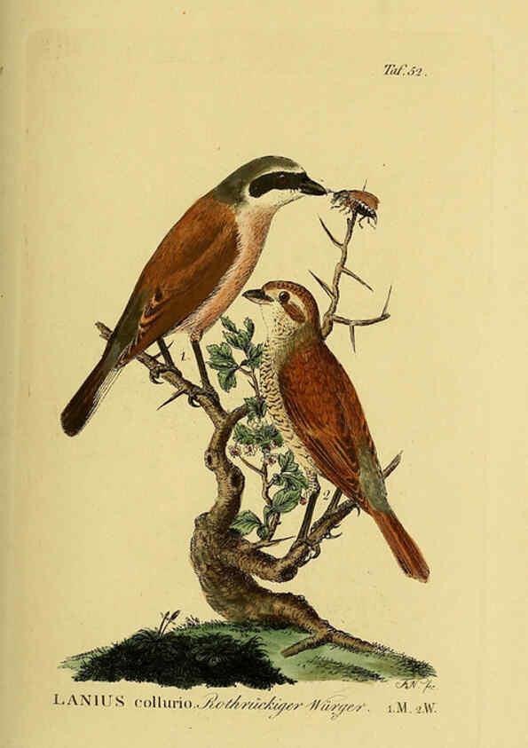Reproducción/Reproduction 6059389948: Johann Andreas Naumann's ... Naturgeschichte der Vögel Deutschlands, nach einigen Erfahrungen entworfen. 13.T.Plates Leipzig :G. Fleischer,1820-1860
