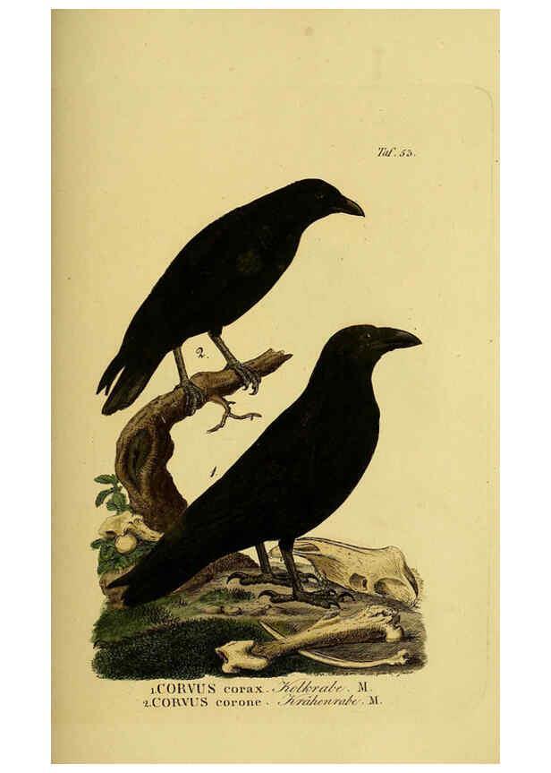 Reproducción/Reproduction 6058843579: Johann Andreas Naumann's ... Naturgeschichte der Vögel Deutschlands, nach einigen Erfahrungen entworfen. 13.T.Plates Leipzig :G. Fleischer,1820-1860
