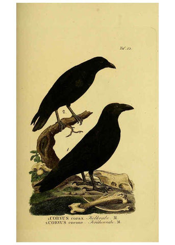Reproducción/Reproduction 6058843579: Johann Andreas Naumann's ... Naturgeschichte der Vögel Deutschlands, nach einigen Erfahrungen entworfen. 13.T.Plates Leipzig :G. Fleischer,1820-1860