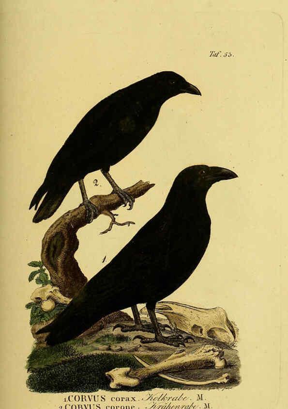 Reproducción/Reproduction 6058843579: Johann Andreas Naumann's ... Naturgeschichte der Vögel Deutschlands, nach einigen Erfahrungen entworfen. 13.T.Plates Leipzig :G. Fleischer,1820-1860