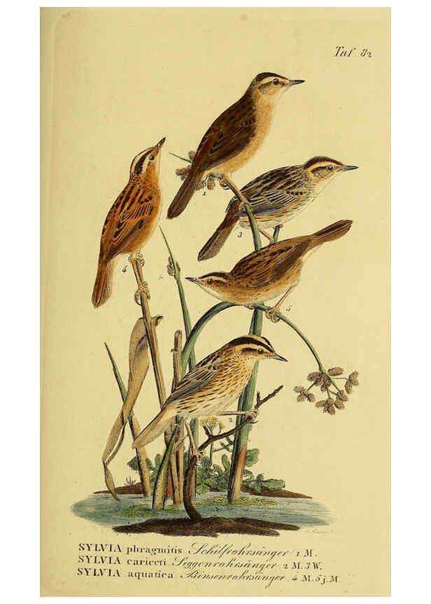 Reproducción/Reproduction 6058851837: Johann Andreas Naumann's ... Naturgeschichte der Vögel Deutschlands, nach einigen Erfahrungen entworfen. 13.T.Plates Leipzig :G. Fleischer,1820-1860