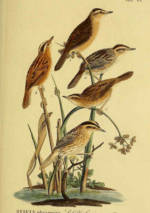 Reproducción/Reproduction 6058851837: Johann Andreas Naumann's ... Naturgeschichte der Vögel Deutschlands, nach einigen Erfahrungen entworfen. 13.T.Plates Leipzig :G. Fleischer,1820-1860