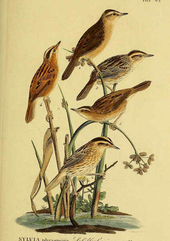 Reproducción/Reproduction 6058851837: Johann Andreas Naumann's ... Naturgeschichte der Vögel Deutschlands, nach einigen Erfahrungen entworfen. 13.T.Plates Leipzig :G. Fleischer,1820-1860