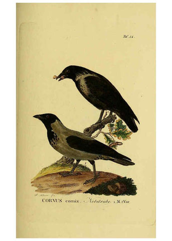 Reproducción/Reproduction 6059390470: Johann Andreas Naumann's ... Naturgeschichte der Vögel Deutschlands, nach einigen Erfahrungen entworfen. 13.T.Plates Leipzig :G. Fleischer,1820-1860