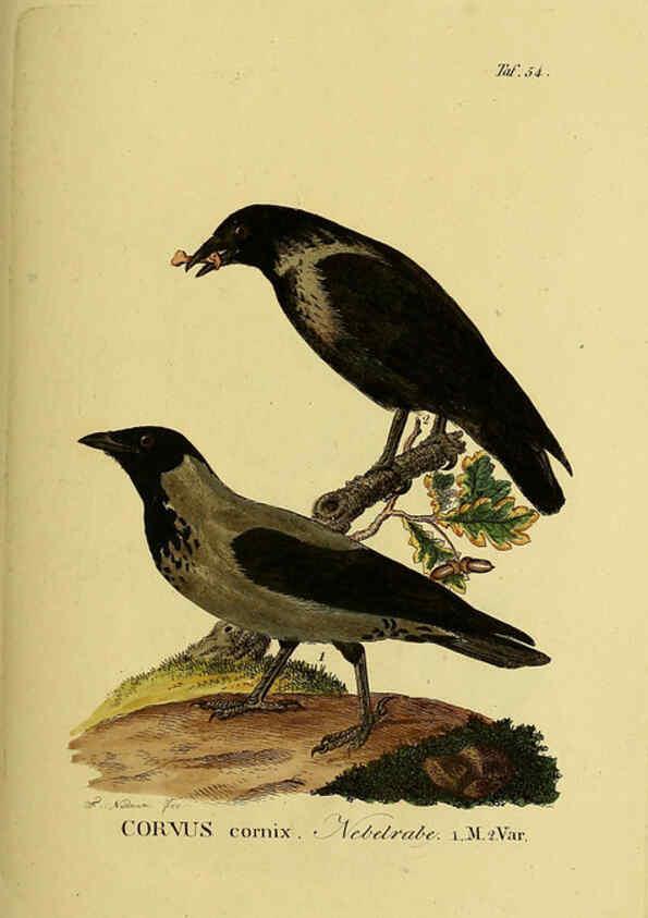 Reproducción/Reproduction 6059390470: Johann Andreas Naumann's ... Naturgeschichte der Vögel Deutschlands, nach einigen Erfahrungen entworfen. 13.T.Plates Leipzig :G. Fleischer,1820-1860