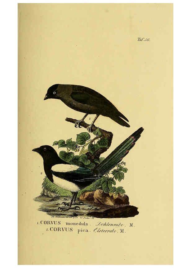 Reproducción/Reproduction 6058844465: Johann Andreas Naumann's ... Naturgeschichte der Vögel Deutschlands, nach einigen Erfahrungen entworfen. 13.T.Plates Leipzig :G. Fleischer,1820-1860
