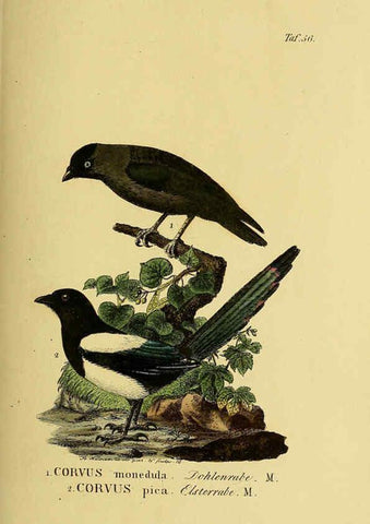 Reproducción/Reproduction 6058844465: Johann Andreas Naumann's ... Naturgeschichte der Vögel Deutschlands, nach einigen Erfahrungen entworfen. 13.T.Plates Leipzig :G. Fleischer,1820-1860