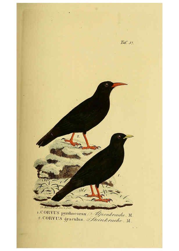 Reproducción/Reproduction 6059391368: Johann Andreas Naumann's ... Naturgeschichte der Vögel Deutschlands, nach einigen Erfahrungen entworfen. 13.T.Plates Leipzig :G. Fleischer,1820-1860