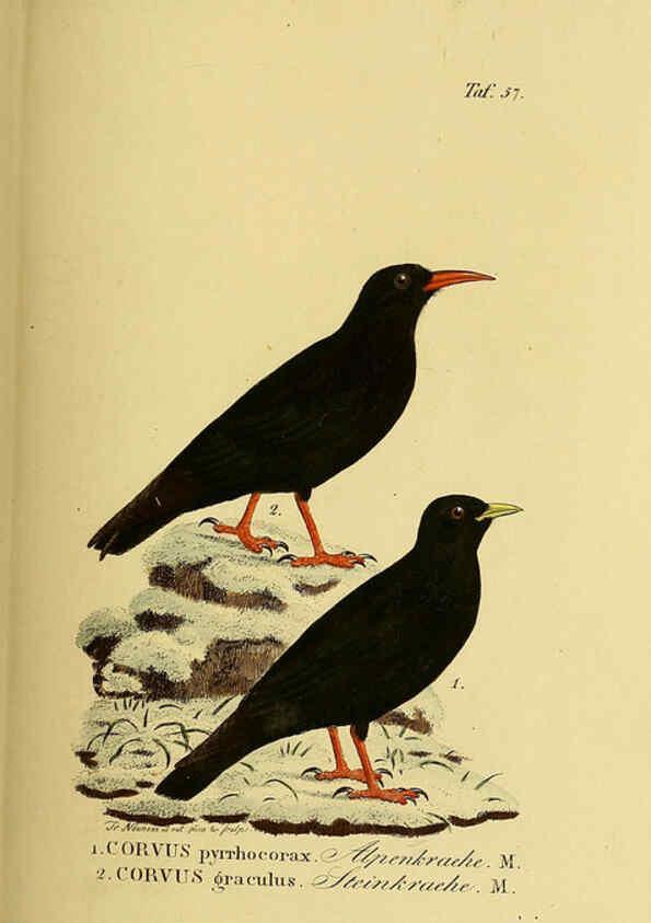 Reproducción/Reproduction 6059391368: Johann Andreas Naumann's ... Naturgeschichte der Vögel Deutschlands, nach einigen Erfahrungen entworfen. 13.T.Plates Leipzig :G. Fleischer,1820-1860