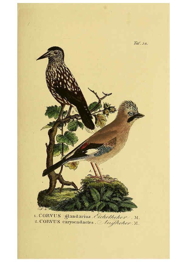 Reproducción/Reproduction 6059391616: Johann Andreas Naumann's ... Naturgeschichte der Vögel Deutschlands, nach einigen Erfahrungen entworfen. 13.T.Plates Leipzig :G. Fleischer,1820-1860
